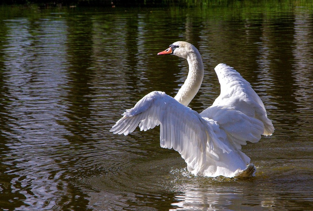 Фотографія Предвзлётная подготовка / Vysher / photographers.ua