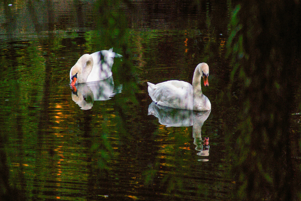 Фотографія Семейная идиллия / Vysher / photographers.ua