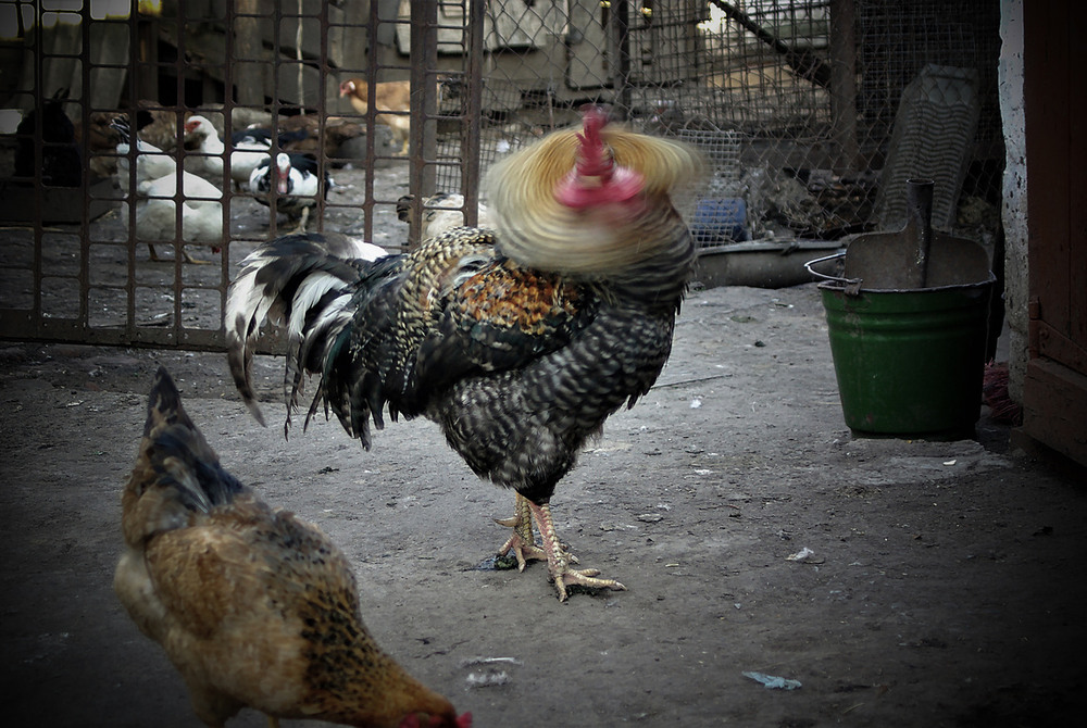 Фотографія Ох уж эти куры, голова кругом / Vysher / photographers.ua