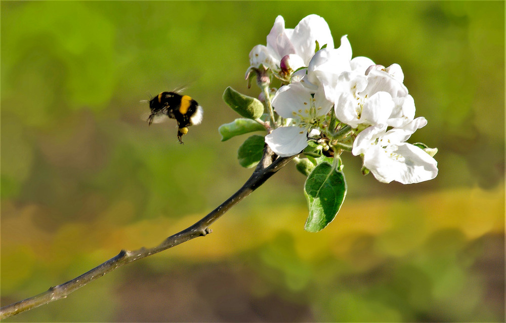 Фотографія полёт шмеля / Vysher / photographers.ua