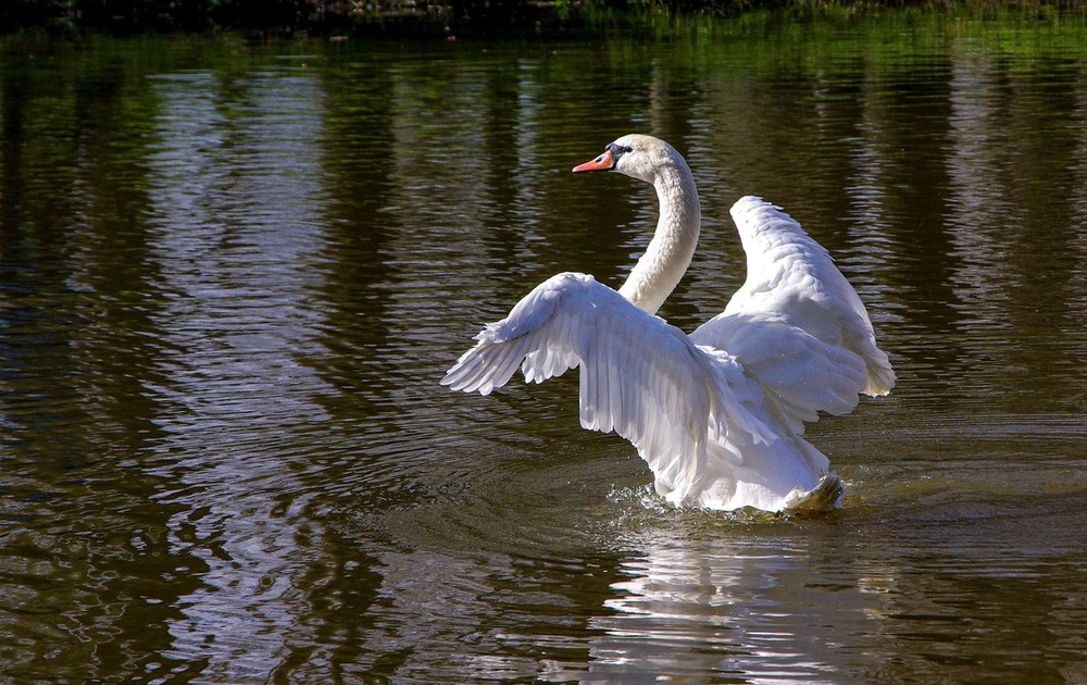Фотографія Белый Лебедь на пруду...... / Vysher / photographers.ua