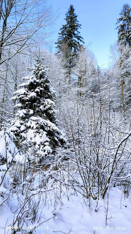 Фотографія Зимний лес / Vysher / photographers.ua