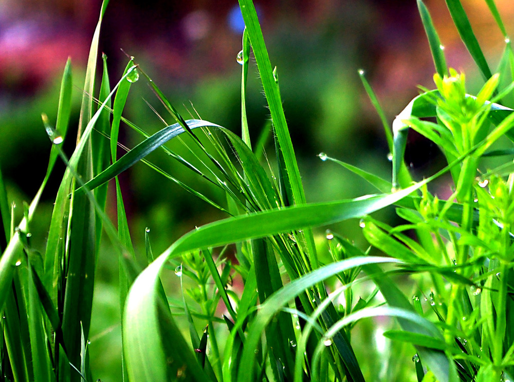 Фотографія Утренняя роса / Vysher / photographers.ua