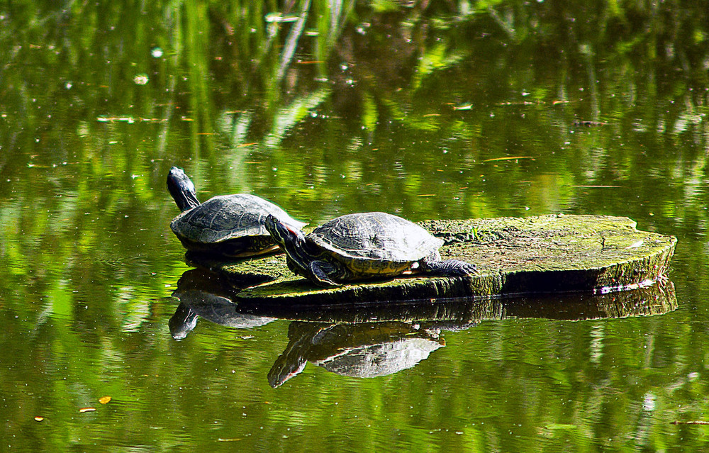 Фотографія На пенёчке Мы сидим и на солнышко глядим! / Vysher / photographers.ua