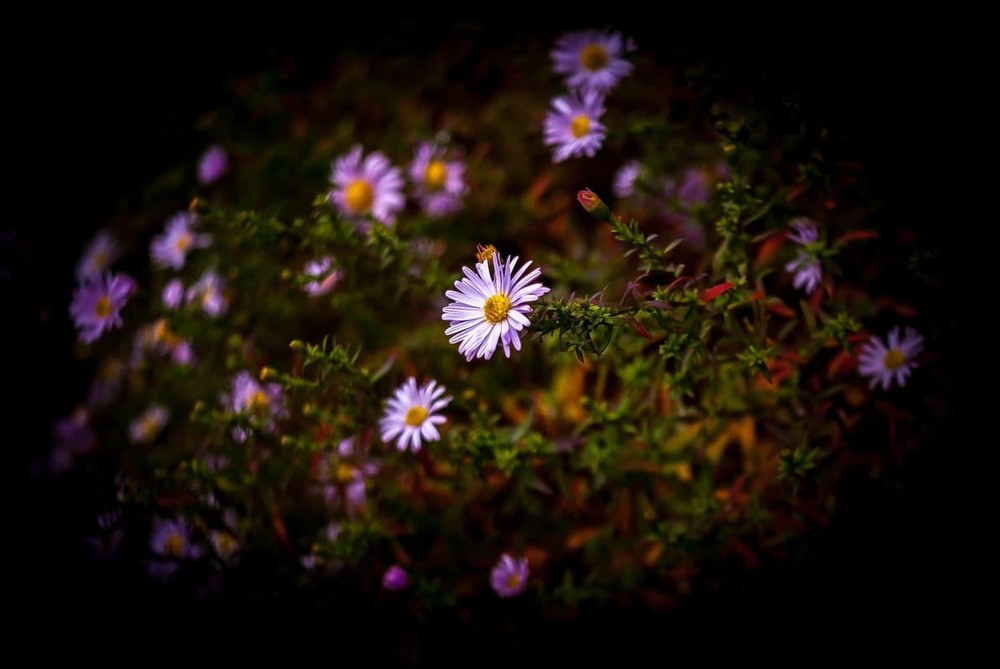 Фотографія ******** / Vysher / photographers.ua