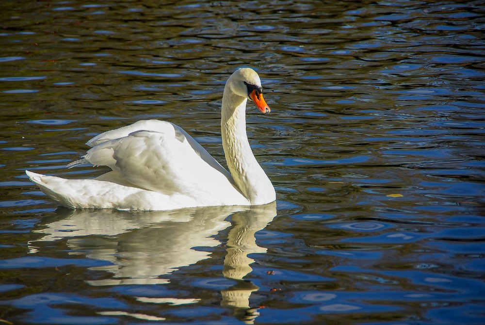 Фотографія ******** / Vysher / photographers.ua