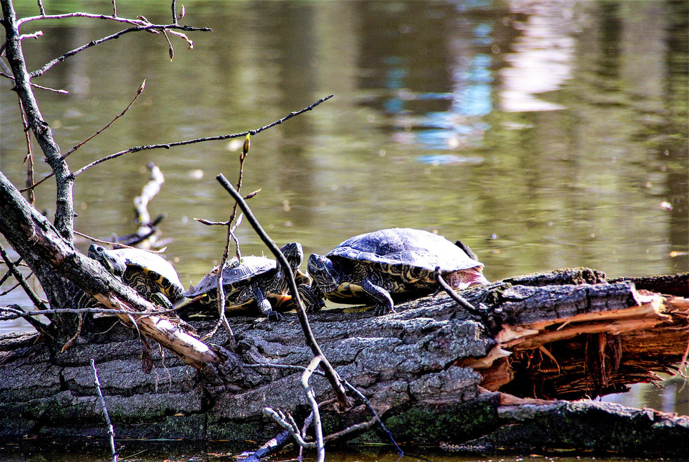 Фотографія Тяга к теплу / Vysher / photographers.ua