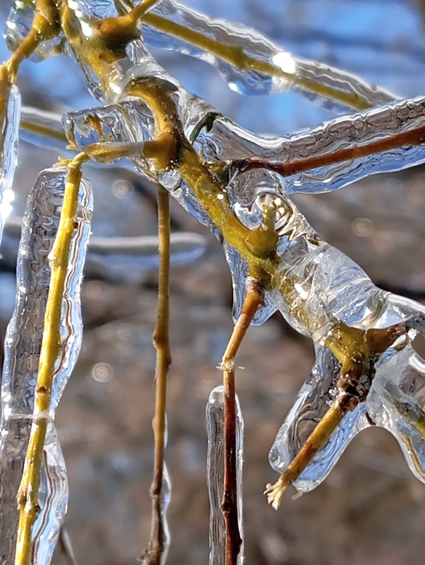 Фотографія В ледяном плену / Vysher / photographers.ua