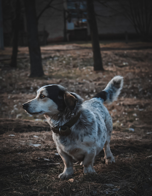 Фотографія Прогулянка з собакою  та / Костя Шпаковский / photographers.ua