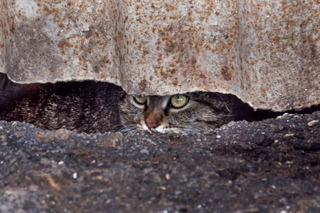 Фотографія сумний погляд котика з його схованки / Kashalatki / photographers.ua