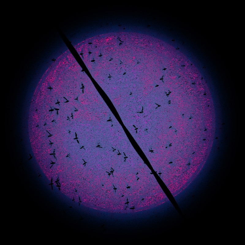 Фотографія FORBIDDEN SHINE / Володимир Лобач / photographers.ua