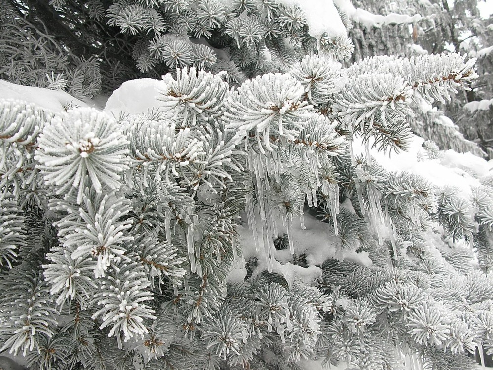 Фотографія Зимові прикраси..) / Lori Lar / photographers.ua