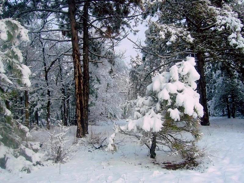 Фотографія Зимовий ліс / Lori Lar / photographers.ua