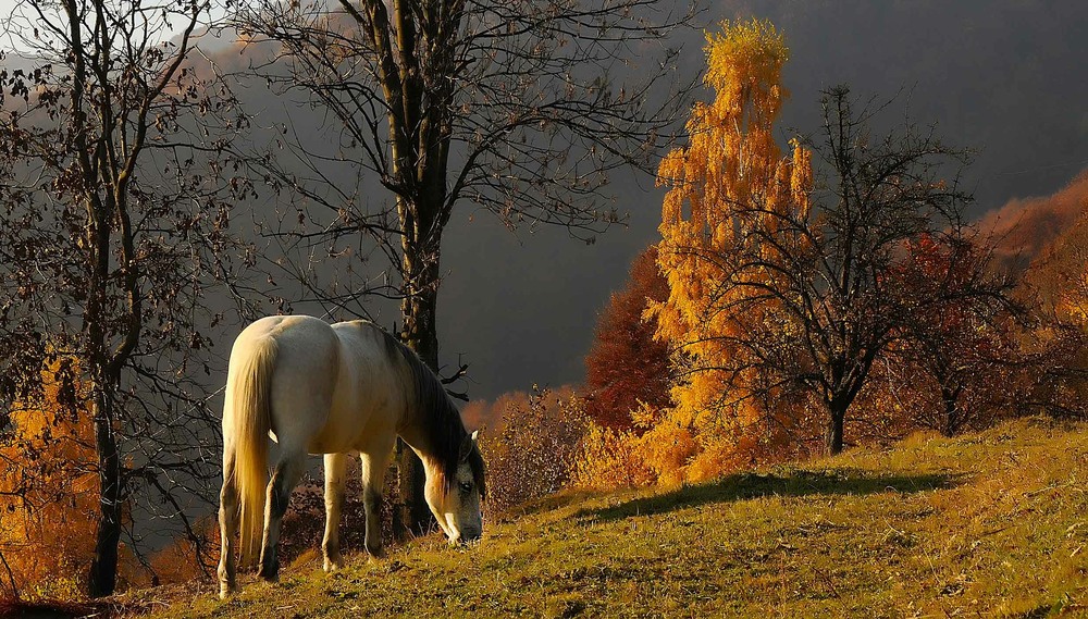 Фотографія Ой чій-то кінь стоїть... / Василь  Фіцколинець / photographers.ua