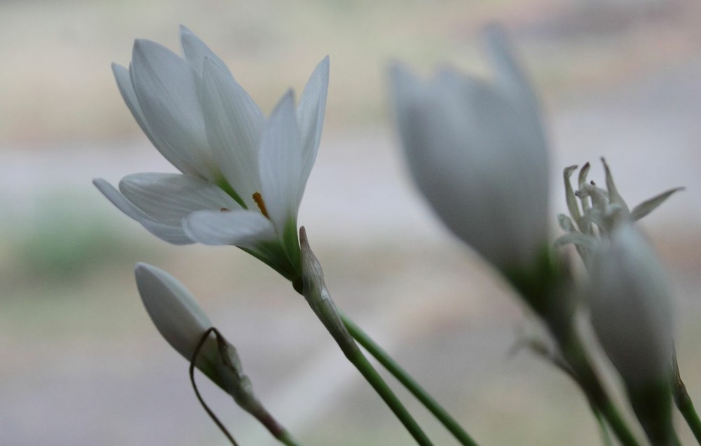 Фотографія Білі квіти, як той перший сніг. / Володимир Зінченко / photographers.ua