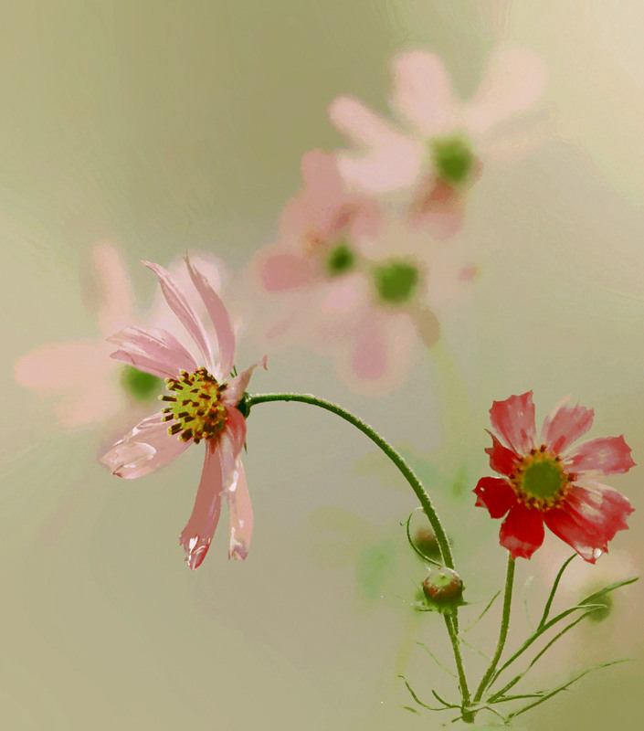 Фотографія Коли народжуються космеї / Тіна Качалова / photographers.ua