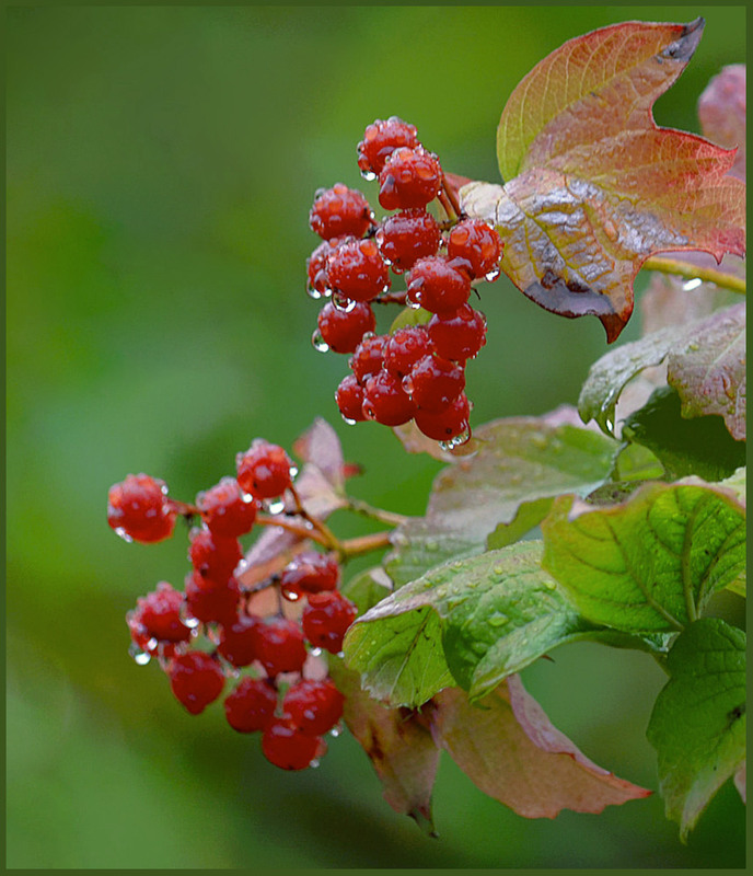 Фотографія Миргородська калина / Тіна Качалова / photographers.ua