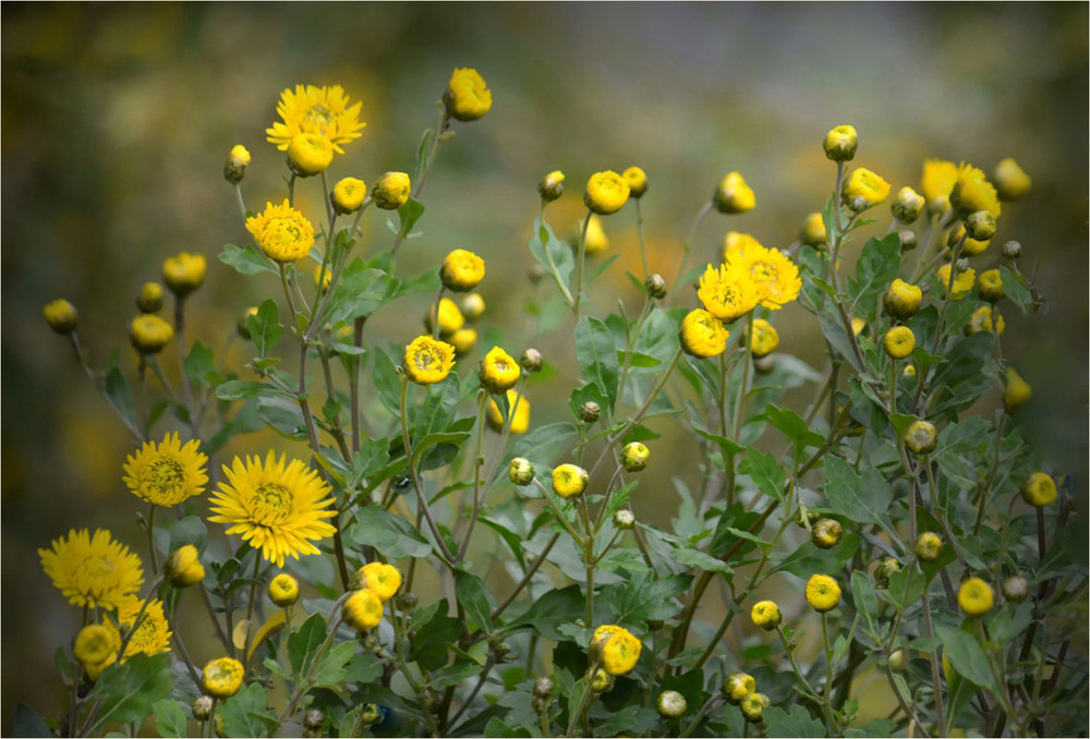 Фотографія Міські квіти / Тіна Качалова / photographers.ua