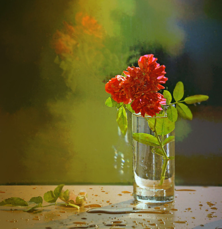 Фотографія "Червону троянду дарую я вам..." / Тіна Качалова / photographers.ua