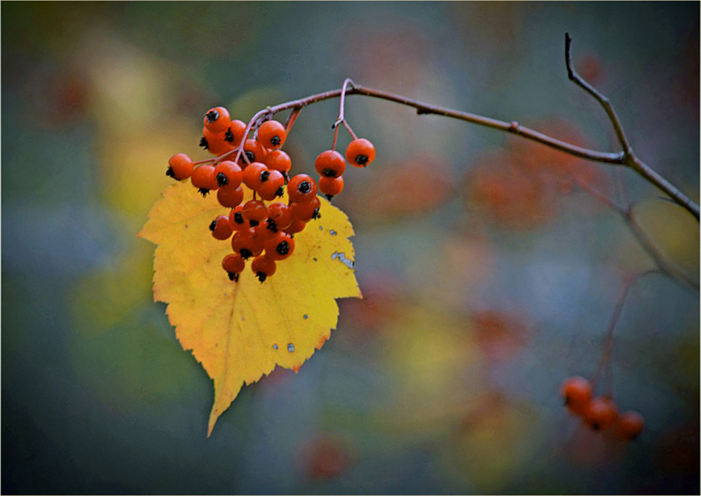 Фотографія Разное / Тіна Качалова / photographers.ua