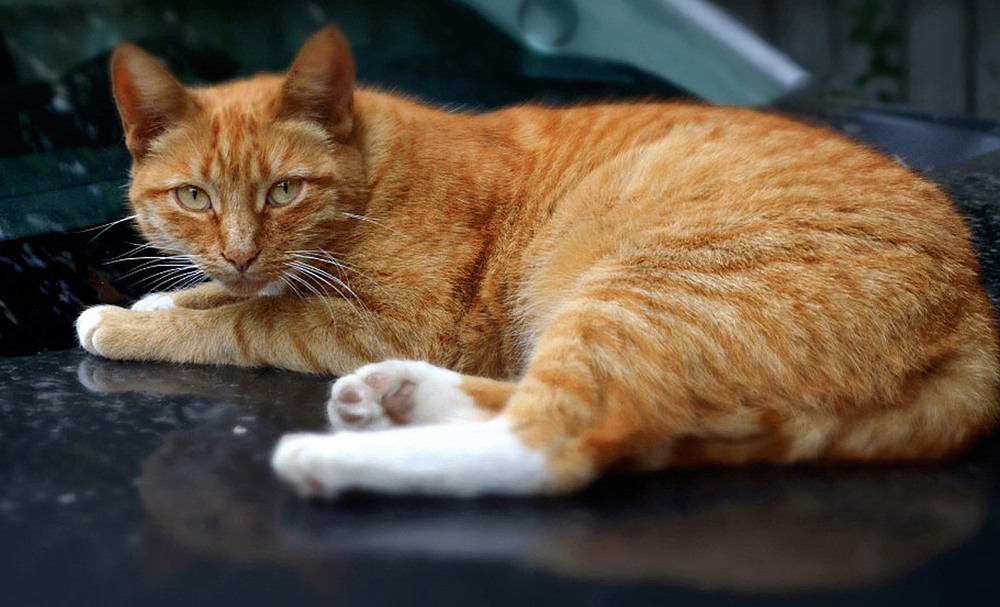 Фотографія Кіт на ім"я Слюсар / Тіна Качалова / photographers.ua