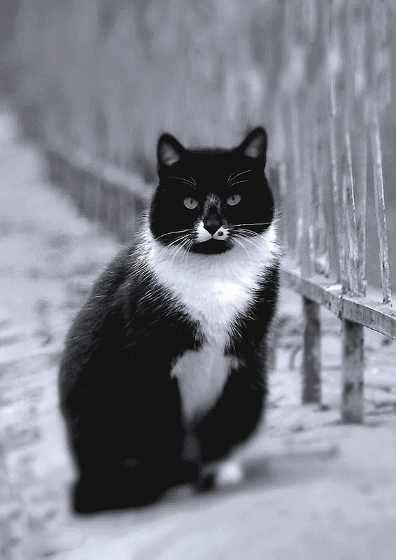 Фотографія Сторож / Тіна Качалова / photographers.ua