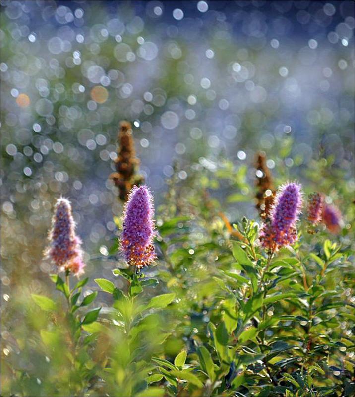 Фотографія Романтик-Серпень... / Тіна Качалова / photographers.ua