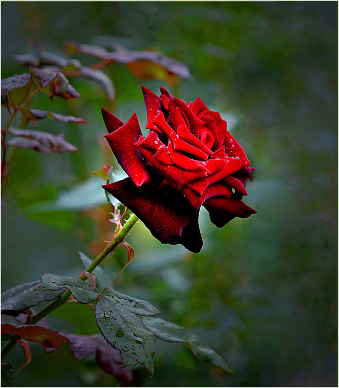 Фотографія Разное / Тіна Качалова / photographers.ua