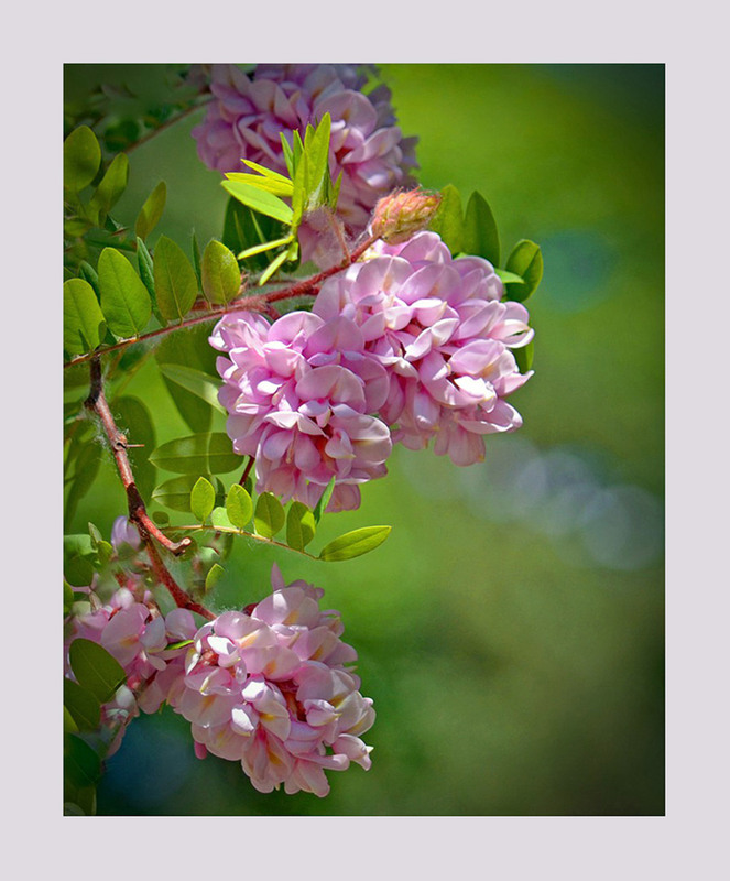 Фотографія ...коли  цвіте акація / Тіна Качалова / photographers.ua