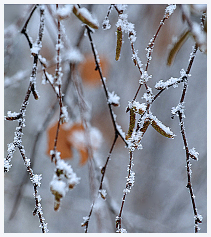 Фотографія Каліграфія грудня / Тіна Качалова / photographers.ua