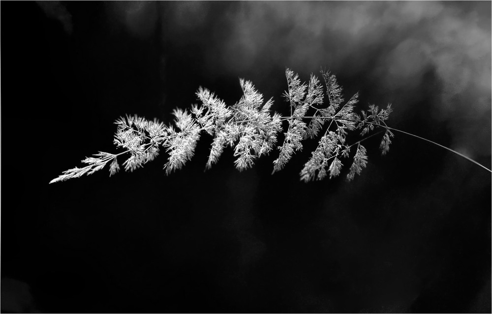 Фотографія Як символ крихкості життя... / Тіна Качалова / photographers.ua