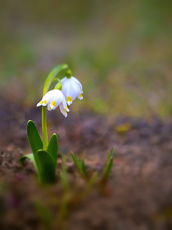 Фотографія Запахло весною / Тіна Качалова / photographers.ua