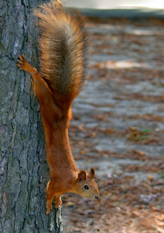Фотографія А горішок де?.. / Тіна Качалова / photographers.ua