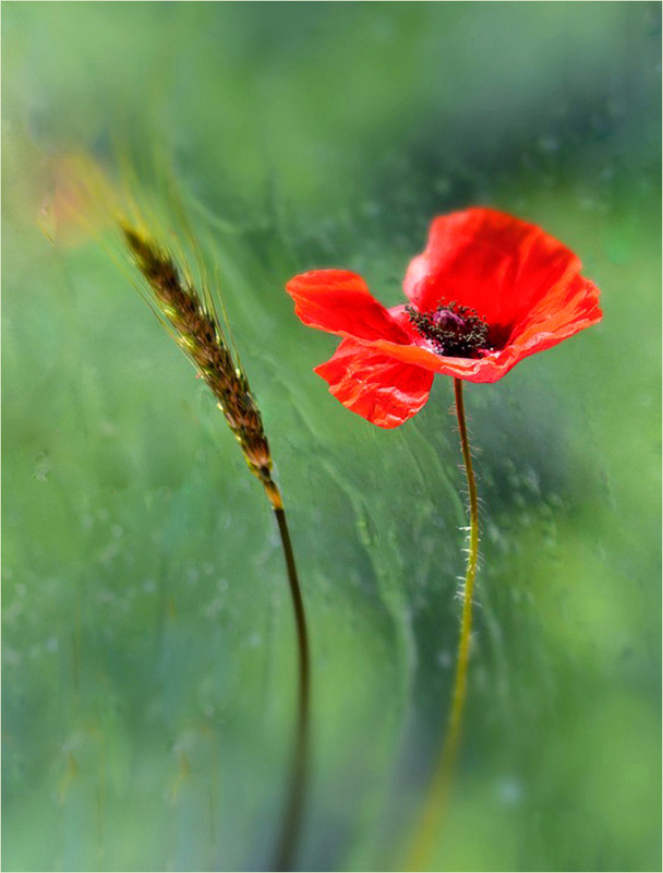 Фотографія Мелодія дощу... / Тіна Качалова / photographers.ua