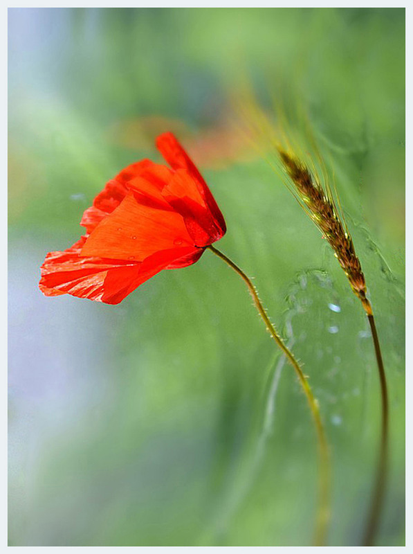 Фотографія Разное / Тіна Качалова / photographers.ua