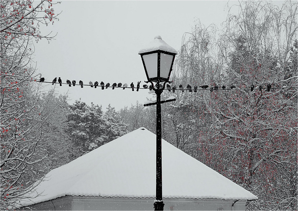 Фотографія Нічого перезимуємо... Горобини онде скільки... / Тіна Качалова / photographers.ua