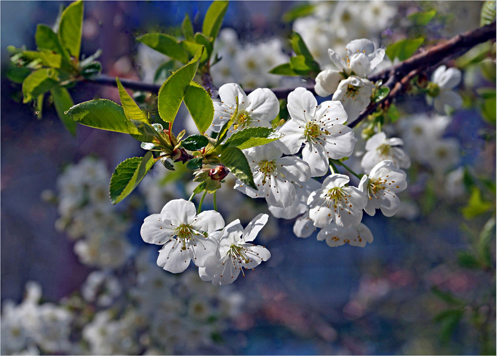 Фотографія Разное / Тіна Качалова / photographers.ua