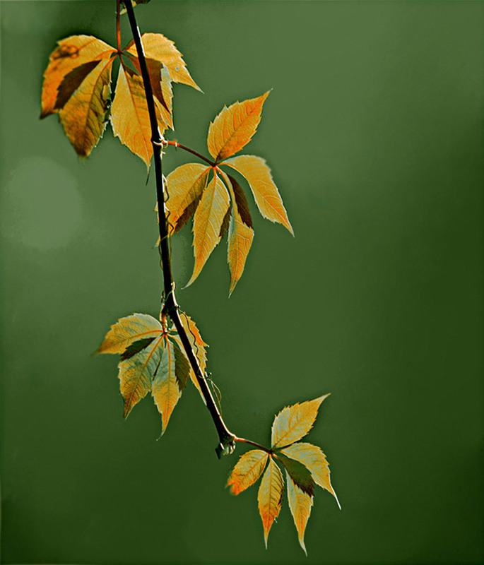 Фотографія Каліграфія жовтня (серія) / Тіна Качалова / photographers.ua