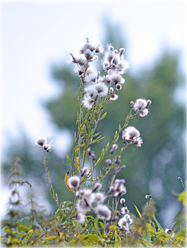 Фотографія Розпатланий будячок / Тіна Качалова / photographers.ua