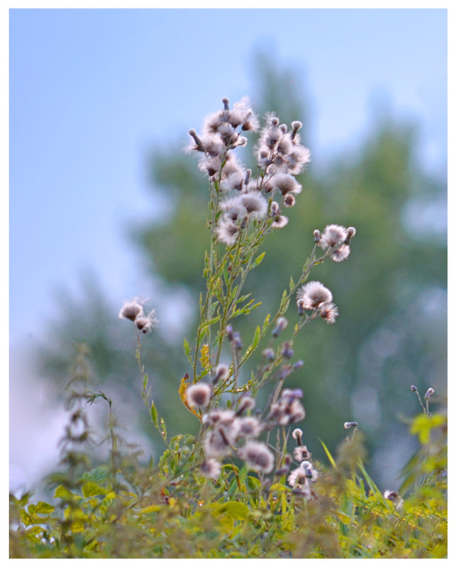 Фотографія У кожного - своя весна... / Тіна Качалова / photographers.ua