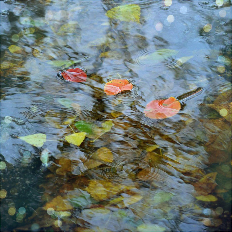 Фотографія Осінні кораблики / Тіна Качалова / photographers.ua