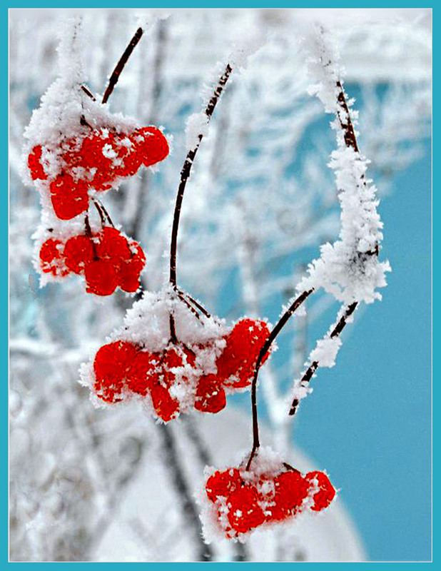 Фотографія Калина з Михайлівського Золотоверхого / Тіна Качалова / photographers.ua