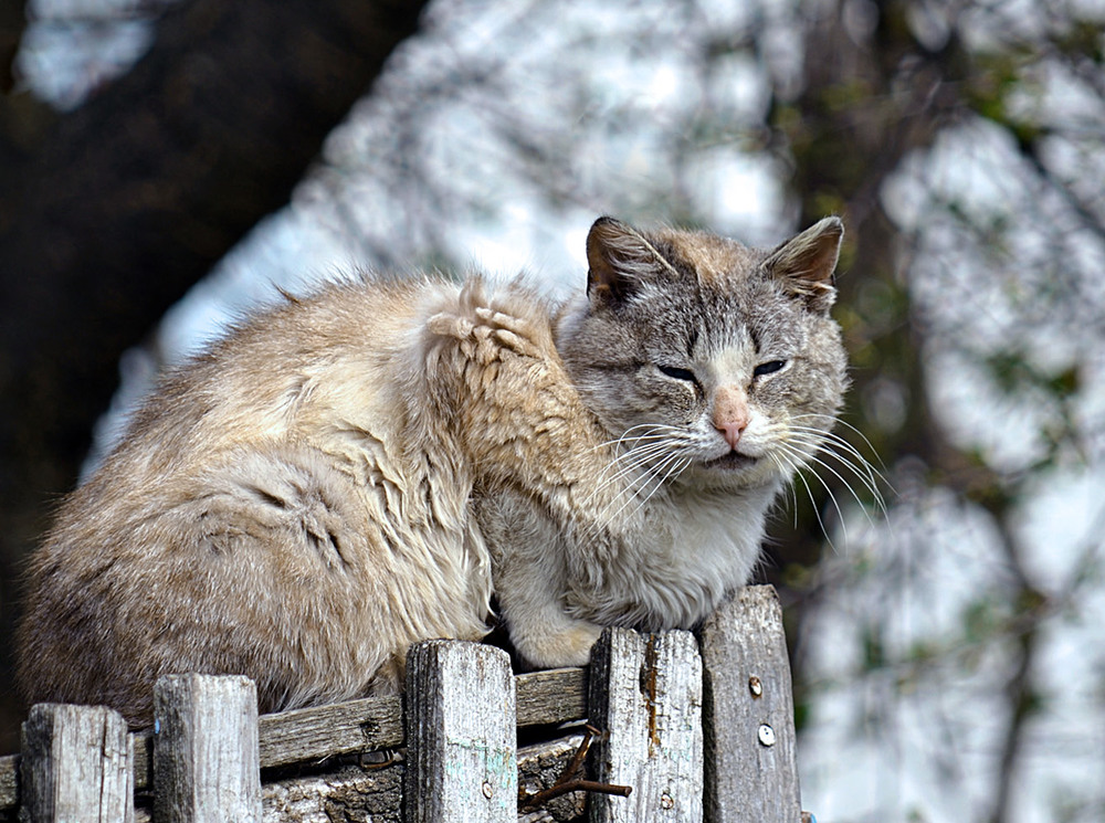 Фотографія Квітневий кіт / Тіна Качалова / photographers.ua