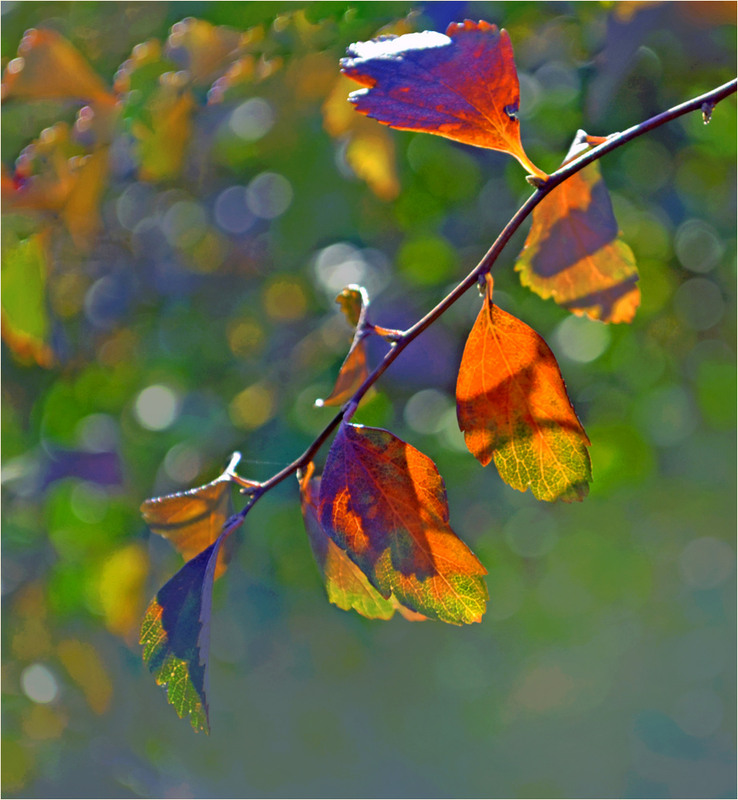 Фотографія Перо Жар-Птиці / Тіна Качалова / photographers.ua