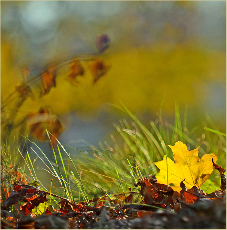 Фотографія Живопис Жовтня / Тіна Качалова / photographers.ua