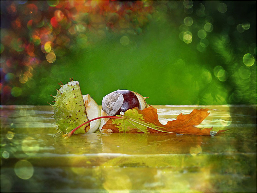 Фотографія Всі відтінки осені / Тіна Качалова / photographers.ua