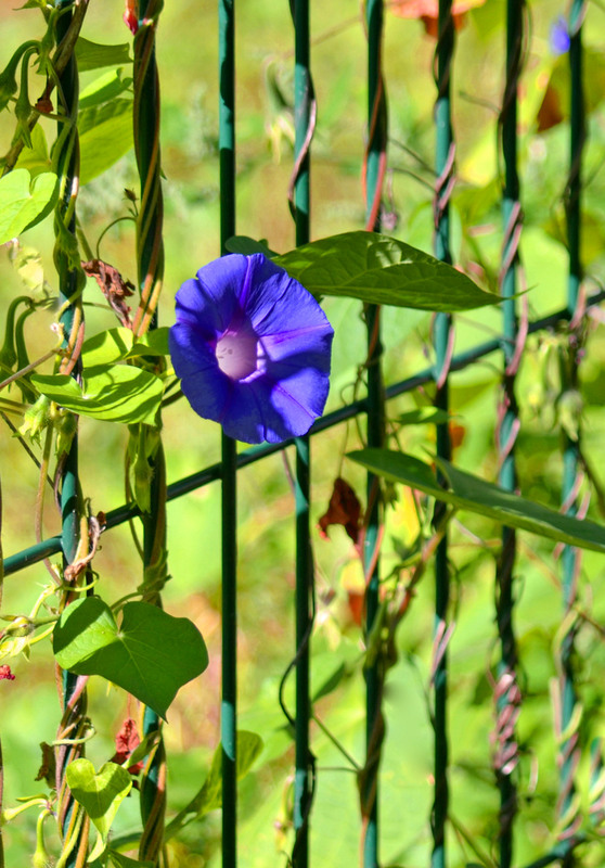 Фотографія Прощальні гастролі Осені / Тіна Качалова / photographers.ua