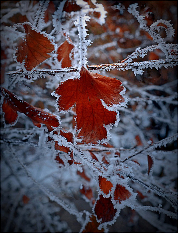 Фотографія Зашарілися від морозу / Тіна Качалова / photographers.ua