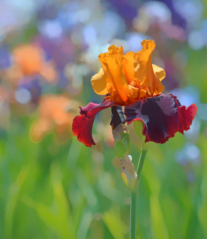 Фотографія Квітка-півник / Тіна Качалова / photographers.ua