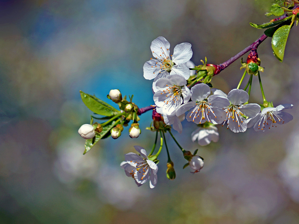 Фотографія Передгроззя / Тіна Качалова / photographers.ua